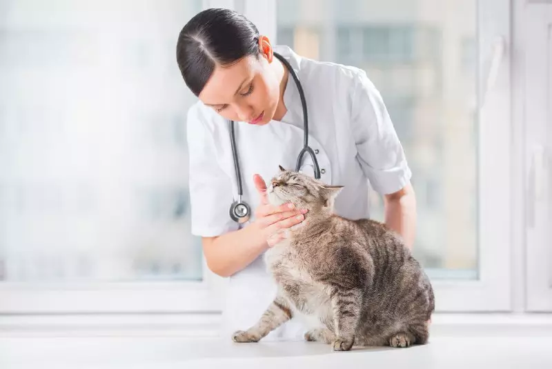 น้ำหนักของแมวและแมว: โต๊ะน้ำหนักของลูกแมวแต่ละเดือน แมวและแมวมีน้ำหนักเฉลี่ยเท่าใด วิธีชั่งน้ำหนักที่บ้าน? 11881_14
