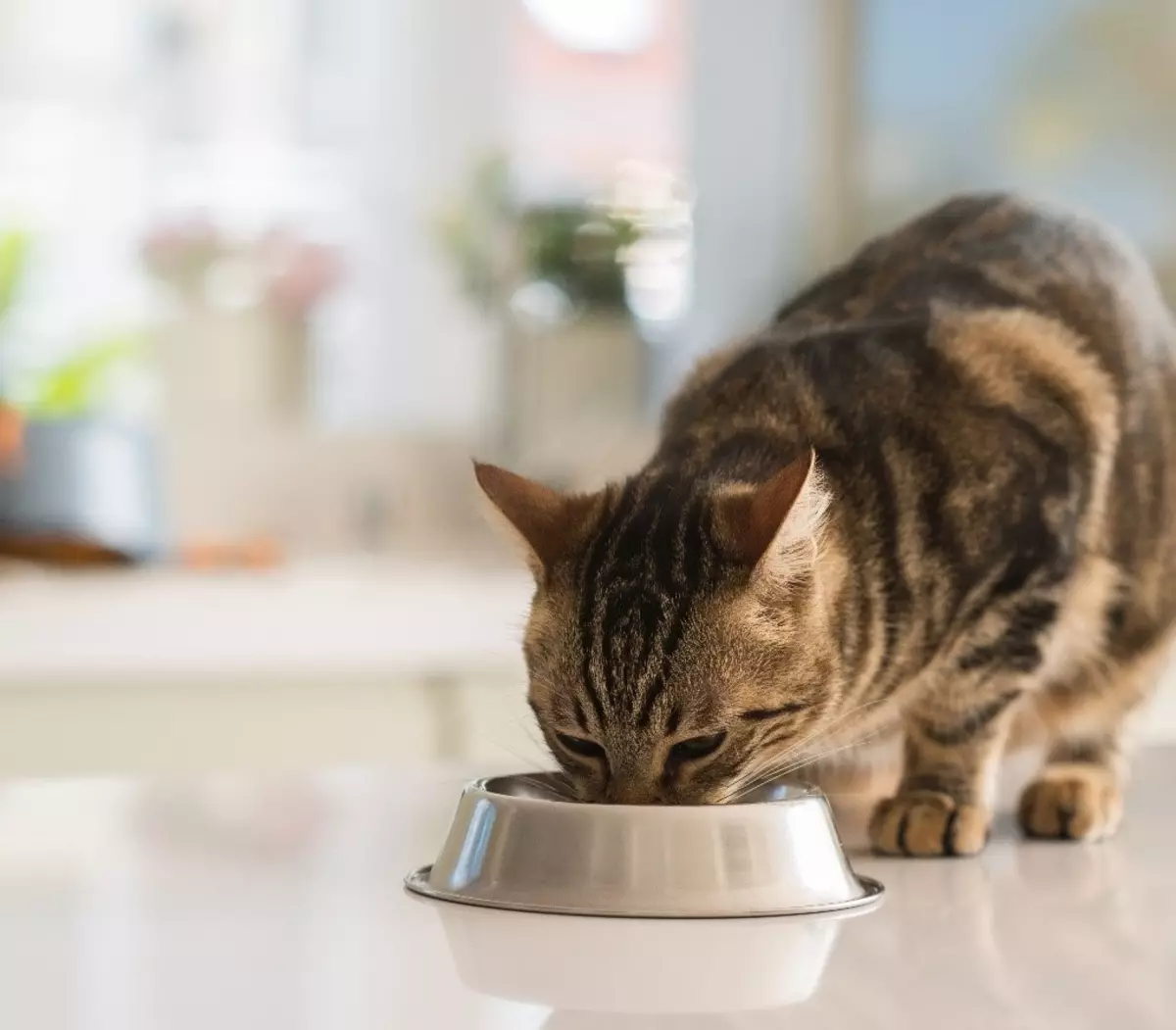 A macskák és a macskák súlya: A cica súlytáblája hónapokig. Hányan átlagosan a macska és a macska súlya. Hogyan kell mérlegelni őket otthon? 11881_3