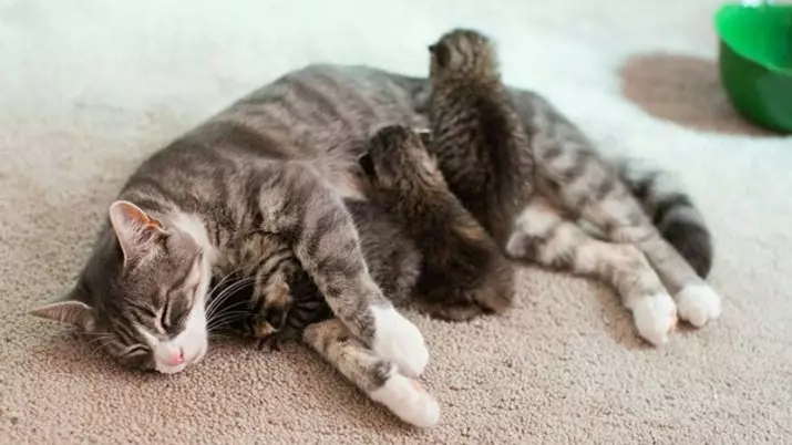 Berat kucing dan kucing: Jadual berat kucing dengan bulan. Berapa banyak daripada purata kucing dan kucing berat. Bagaimana untuk menimbang mereka di rumah? 11881_4