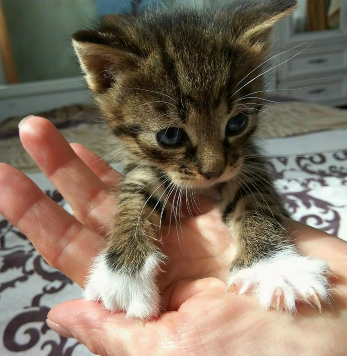 Kitten 1-2 hónap (19 fotó): Mit néz ki egy két hónapos és havi cica? Méretek. Kezdőlap Általános szabályok 11883_13