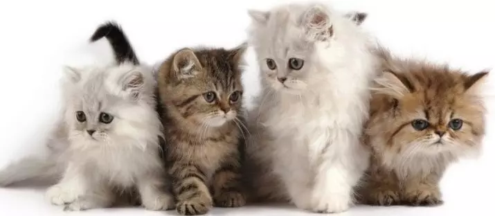 1-2個月的小貓（19張）：兩個月和每月小貓是什麼樣的？方面。家庭護理規則 11883_2