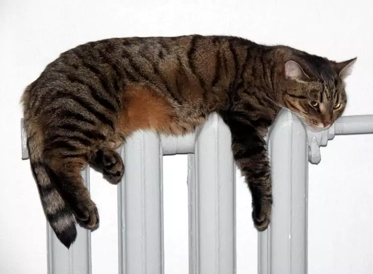 Cat Lines Silně (17 fotek): Co dělat, když kočka liny v zimě? Proč jsou kočky prádlo po celý rok? Jaké vitamíny jsou potřebné v období spojení? 11884_3