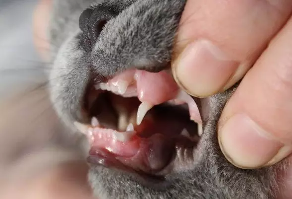 Quando i denti dei gattini cambiano? 30 foto I gatti e i gatti hanno denti latte? Sintomi di cambiare i denti per permanenti 11885_10