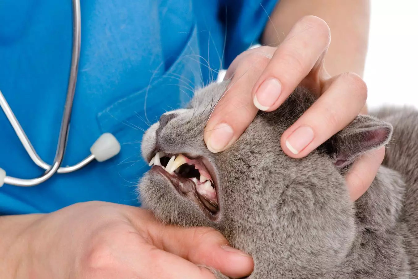 Quando i denti dei gattini cambiano? 30 foto I gatti e i gatti hanno denti latte? Sintomi di cambiare i denti per permanenti 11885_11