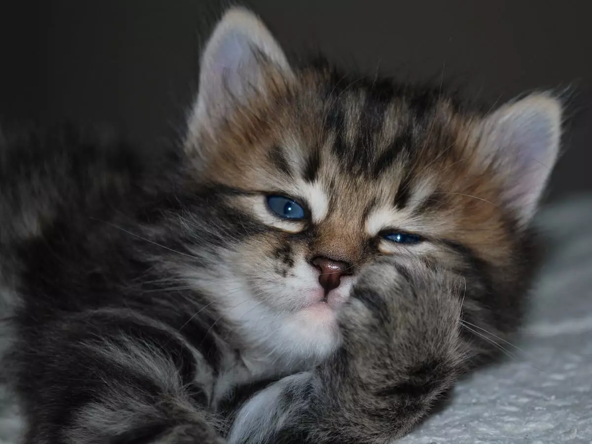 Kengê diranên Kittens diguherin? 30 wêne pisîk û pisîk diranên şîrê hene? Nîşanên guhartina diranên ji bo domdar 11885_14