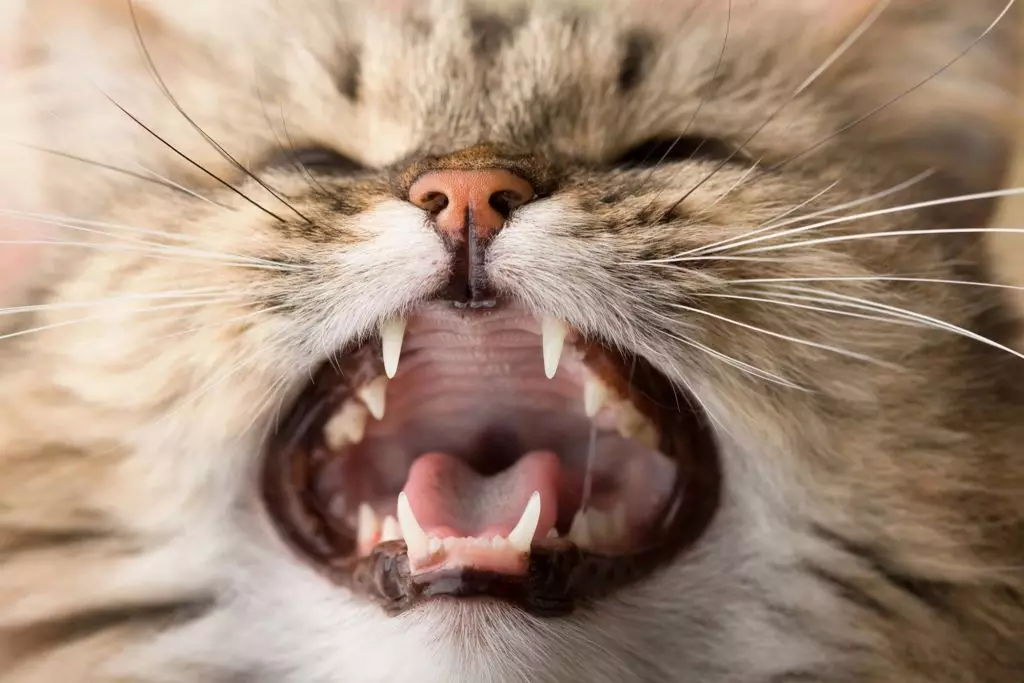 Millal kassipoegade hambad muutuvad? 30 fotot Kas kassid ja kassid on piimahambad? Hammaste muutuvate hammaste sümptomid püsivaks 11885_15