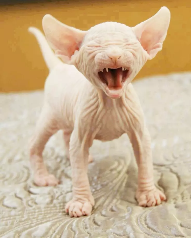 Quando i denti dei gattini cambiano? 30 foto I gatti e i gatti hanno denti latte? Sintomi di cambiare i denti per permanenti 11885_17