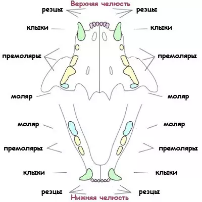 Khi nào thì răng của mèo con thay đổi? 30 hình ảnh mèo và mèo có răng sữa không? Triệu chứng thay đổi răng vĩnh viễn 11885_2