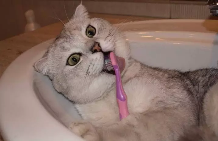 Wanneer veranderen de tanden van kittens? 30 foto's hebben katten en katten melktanden? Symptomen van het veranderen van tanden voor permanent 11885_24