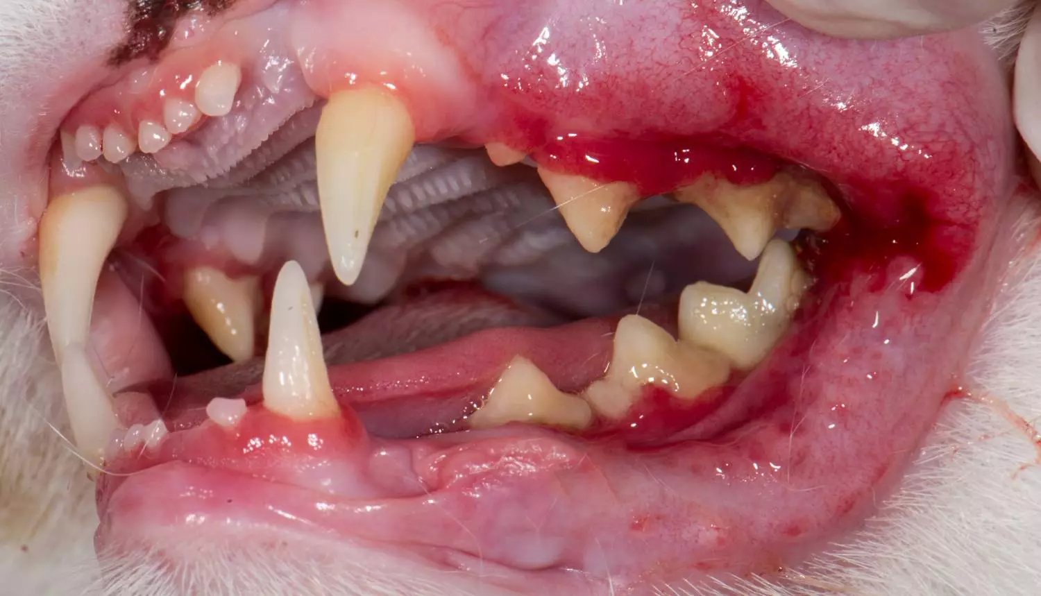 Wanneer verander die tande van katjies? 30 foto's het katte en katte melk tande? Simptome van die verandering van tande vir permanente 11885_26