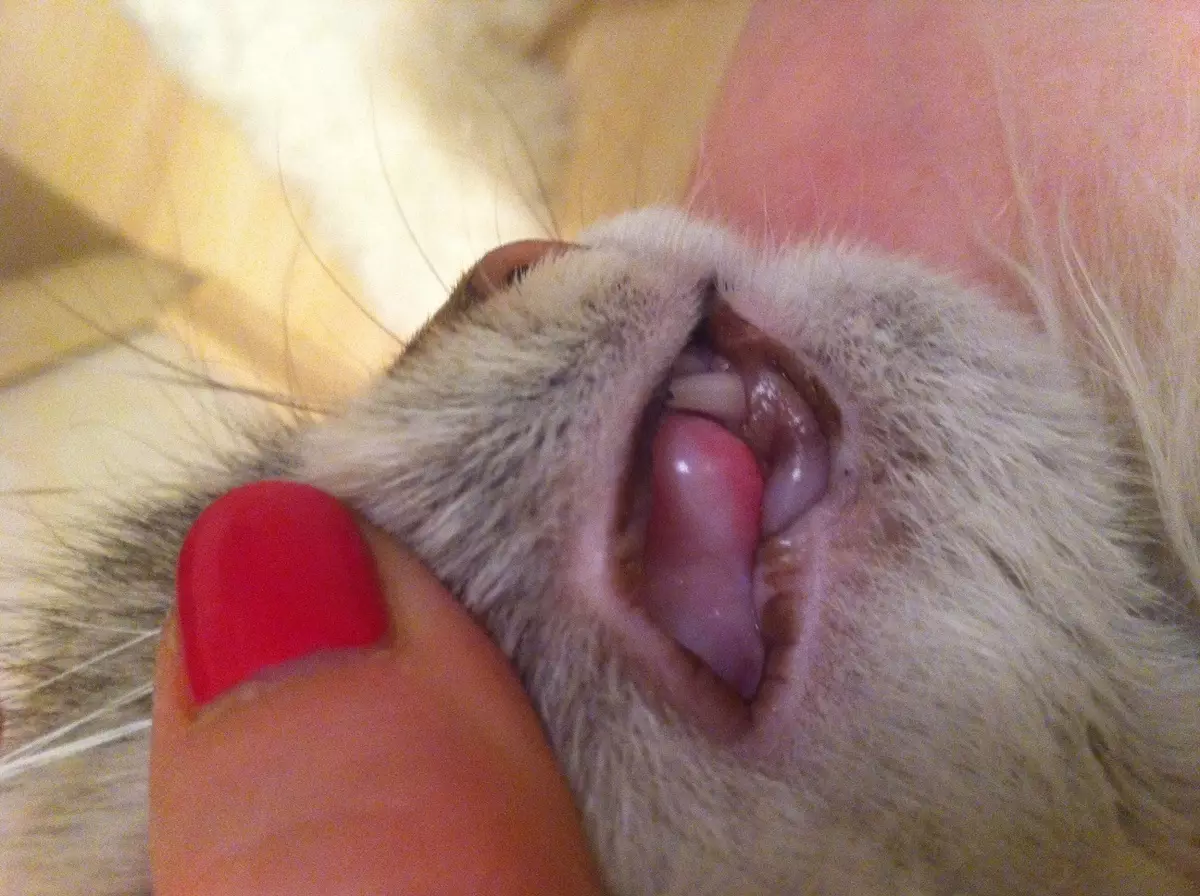 子猫の歯はいつ変わるのですか？猫と猫は牛乳の歯を持っていますか？歯を変える永久のための症状 11885_28