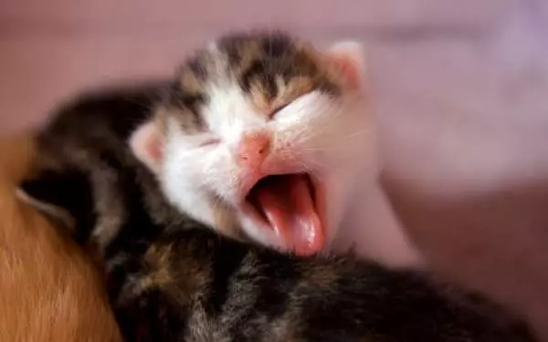 Wanneer veranderen de tanden van kittens? 30 foto's hebben katten en katten melktanden? Symptomen van het veranderen van tanden voor permanent 11885_3