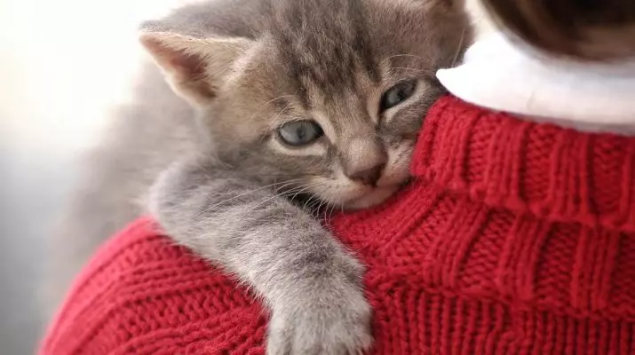 Quando i denti dei gattini cambiano? 30 foto I gatti e i gatti hanno denti latte? Sintomi di cambiare i denti per permanenti 11885_30