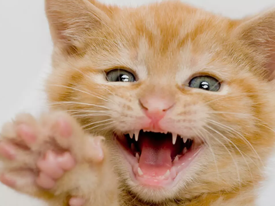 Wanneer verander die tande van katjies? 30 foto's het katte en katte melk tande? Simptome van die verandering van tande vir permanente 11885_4