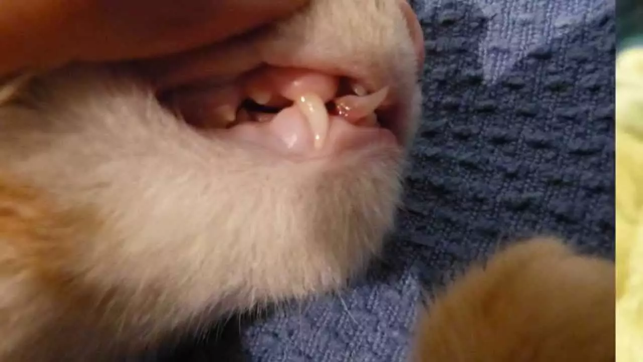 Quando i denti dei gattini cambiano? 30 foto I gatti e i gatti hanno denti latte? Sintomi di cambiare i denti per permanenti 11885_6