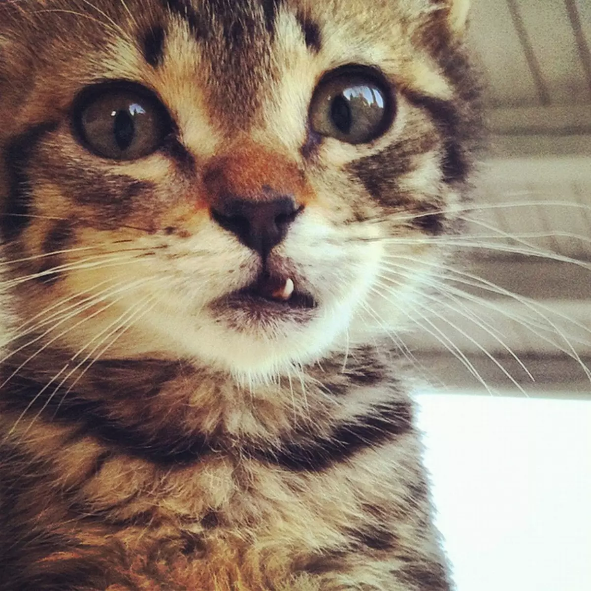 Wann ändert sich die Zähne der Kätzchen? 30 Fotos haben Katzen und Katzen Milchzähne? Symptome der sich wechselnden Zähne für dauerhaft 11885_7