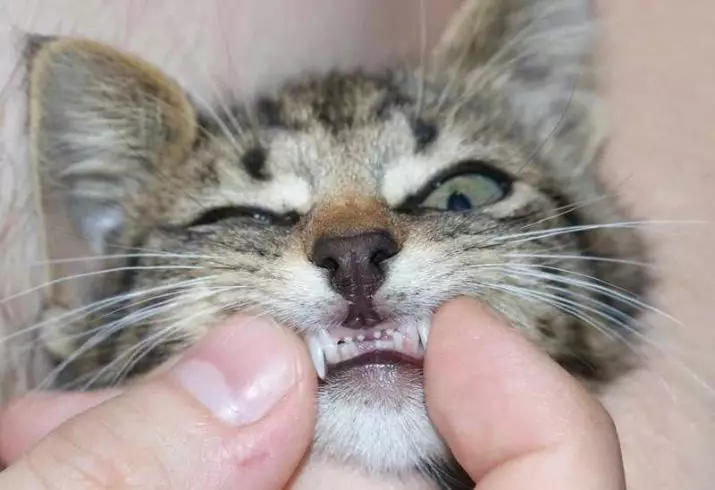 Wanneer verander die tande van katjies? 30 foto's het katte en katte melk tande? Simptome van die verandering van tande vir permanente 11885_9