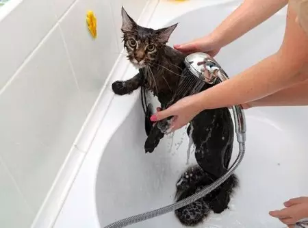 القط الشامبو: تكوين antiallergenic للقطط طويل الشعر. كيفية غسل القط، وإذا لم يكن هناك خاص؟ كم مرة يمكنني استخدام الشامبو القطط؟ 11886_10