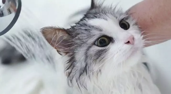 Cat шампоан: антиалергично състав за дълго коси котета. Как да се измие котката, ако няма специална? Колко често мога да използвам котешки шампоан? 11886_12