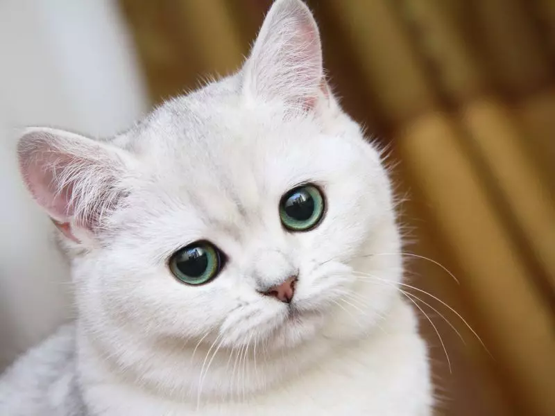 Cat Shampoo: Antial Lergenic Samestelling vir langharige katjies. Hoe om die kat te was, as daar geen spesiale is nie? Hoe gereeld kan ek 'n Feline Shampoo gebruik? 11886_13