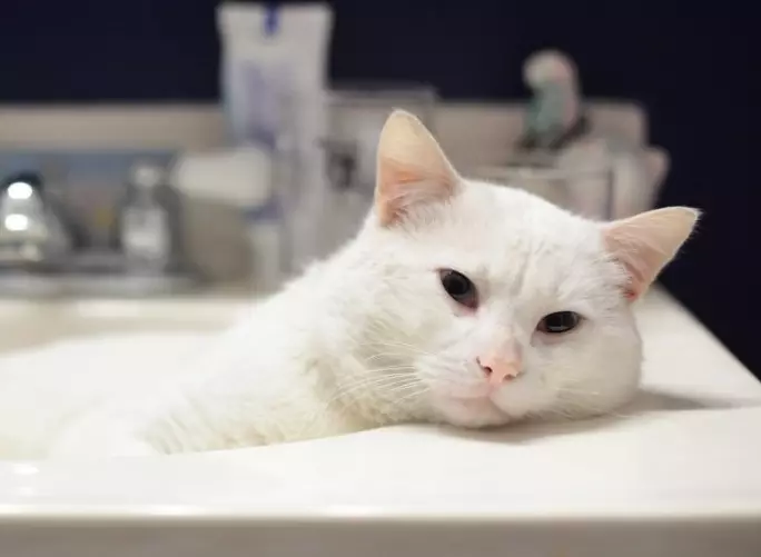 Cat шампоан: антиалергично състав за дълго коси котета. Как да се измие котката, ако няма специална? Колко често мога да използвам котешки шампоан? 11886_14