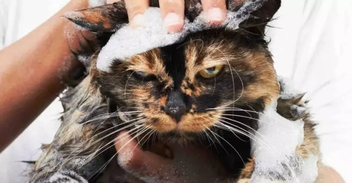 Cat Shampoo: Antial Lergenic Samestelling vir langharige katjies. Hoe om die kat te was, as daar geen spesiale is nie? Hoe gereeld kan ek 'n Feline Shampoo gebruik? 11886_2