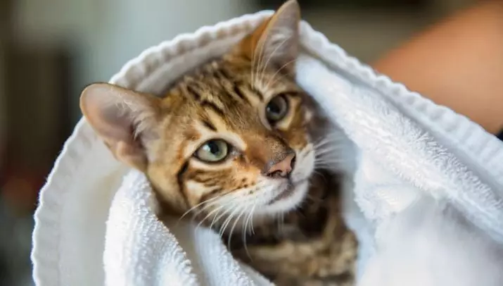 Cat шампоан: антиалергично състав за дълго коси котета. Как да се измие котката, ако няма специална? Колко често мога да използвам котешки шампоан? 11886_22