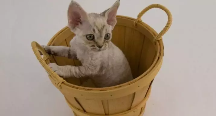 Cat шампоан: антиалергично състав за дълго коси котета. Как да се измие котката, ако няма специална? Колко често мога да използвам котешки шампоан? 11886_35