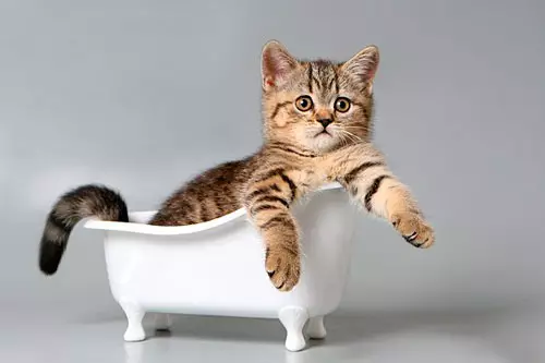 CAT շամպուն. Երկարակյաց kitsens- ի հակամենաշնորհային կազմ: Ինչպես լվանալ կատուն, եթե հատուկ չկա: Որքան հաճախ կարող եմ օգտագործել կատվային շամպուն: 11886_4