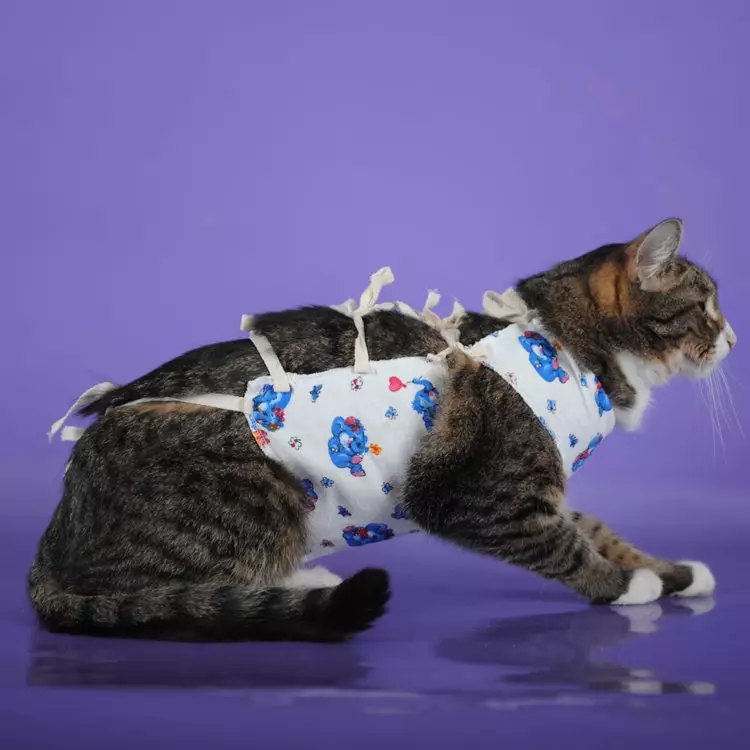 Cum să legați o backpurture pisică? Cum să-l purtați după operație? Cum să legați după sterilizare? Instrucțiuni și scheme 11888_14