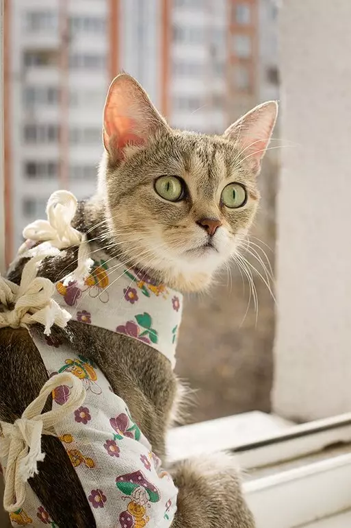 Cum să legați o backpurture pisică? Cum să-l purtați după operație? Cum să legați după sterilizare? Instrucțiuni și scheme 11888_16