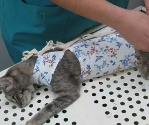 Cum să legați o backpurture pisică? Cum să-l purtați după operație? Cum să legați după sterilizare? Instrucțiuni și scheme 11888_2