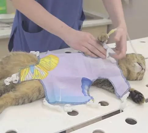Kuinka sitoa kissan backparture? Kuinka käyttää sitä leikkauksen jälkeen? Kuinka sitoa steriloinnin jälkeen? Ohjeet ja järjestelmät 11888_9