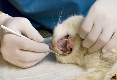 ¿Cuántos dientes tienen un gato? 19 Estructura de fotos y disposición de esquemas de dientes felinos en gatitos y gatos adultos. ¿Cuántos de ellos deberían ser y cuándo cortan? 11890_10