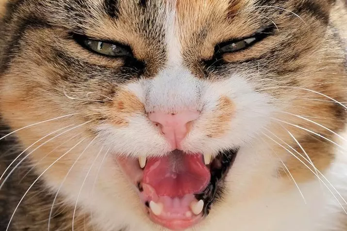 Quanti denti hanno un gatto? 19 Struttura di foto e disposizione schema di denti felini in gattini e gatti adulti. Quanti di loro dovrebbero essere e quando hanno tagliato? 11890_11