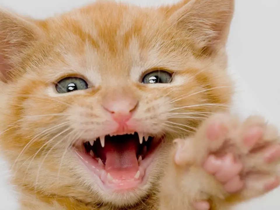 Колку заби имаат мачка? 19 фото структура и шема уредување на мачки заби во мачиња и возрасни мачки. Колку од нив треба да бидат и кога ќе ги намалат? 11890_12