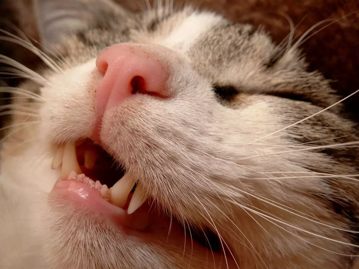 Quanti denti hanno un gatto? 19 Struttura di foto e disposizione schema di denti felini in gattini e gatti adulti. Quanti di loro dovrebbero essere e quando hanno tagliato? 11890_13