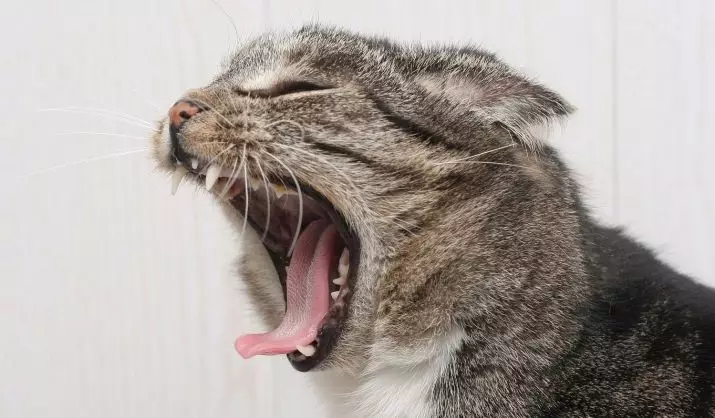 Quantos dentes têm um gato? 19 Estrutura fotográfica e arranjo esquema de dentes felinos em gatinhos e gatos adultos. Quantos deles devem ser e quando cortarem? 11890_2