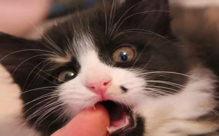 Скільки зубів у кішки? 19 фото Будова і схема розташування котячих зубів у кошенят і дорослих котів. Скільки їх повинно бути і коли вони ріжуться? 11890_4