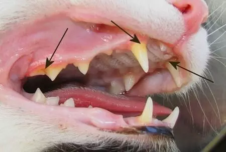 Kiek dantų turi katę? 19 Foto struktūra ir schemos išdėstymas kačiukų ir suaugusiųjų katėms. Kiek jų turėtų būti ir kai jie supjaustys? 11890_6