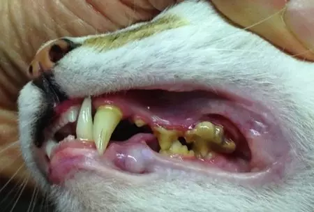 כמה שיניים יש חתול? 19 מבנה צילום והסדר סכימה של שיני חתולים בגורים ובחתולים בוגרים. כמה מהם צריכים להיות וכשהם חתוכים? 11890_9
