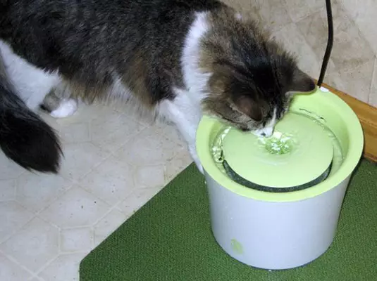 Katrider: automatyske drinkfontein foar kat. Hoe learje in kitten drinken wetter út in bak as autopoker? 11892_12