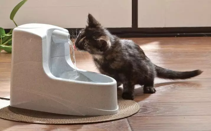 Katrider: automatyske drinkfontein foar kat. Hoe learje in kitten drinken wetter út in bak as autopoker? 11892_25