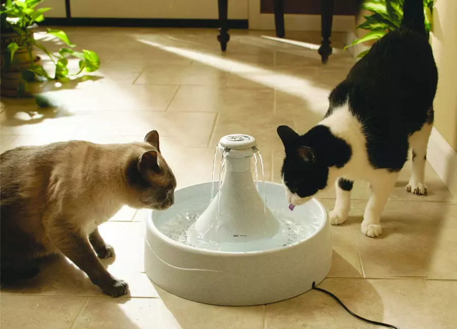 Katrider: automatyske drinkfontein foar kat. Hoe learje in kitten drinken wetter út in bak as autopoker? 11892_27