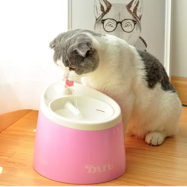 Мачји јахач: Аутоматска фонтана за пиће за мачку. Како научити питку воду за пиће из посуде или аутоматског аутомобила? 11892_28