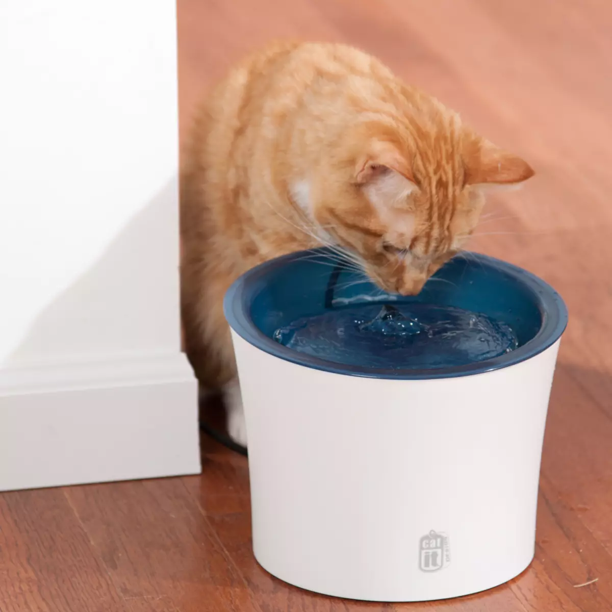 Мачји јахач: Аутоматска фонтана за пиће за мачку. Како научити питку воду за пиће из посуде или аутоматског аутомобила? 11892_43