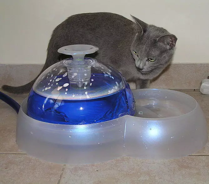 Мачји јахач: Аутоматска фонтана за пиће за мачку. Како научити питку воду за пиће из посуде или аутоматског аутомобила? 11892_5