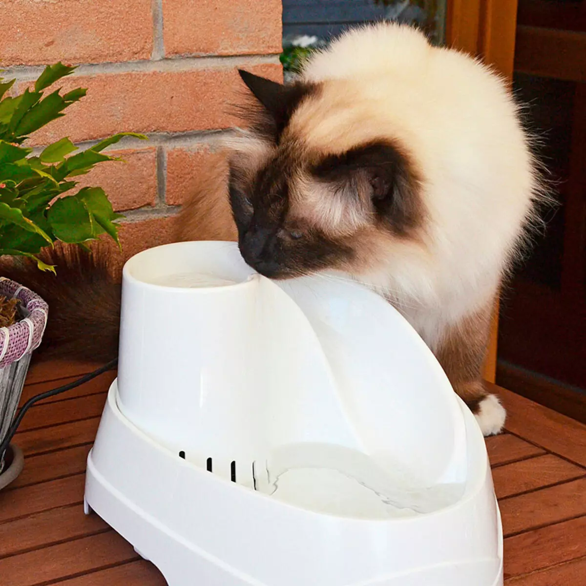 고양이 라이더 : 고양이를위한 자동 마시는 분수. 그릇이나 자동 피커에서 새끼 고양이 마시는 물을 가르치는 방법? 11892_50