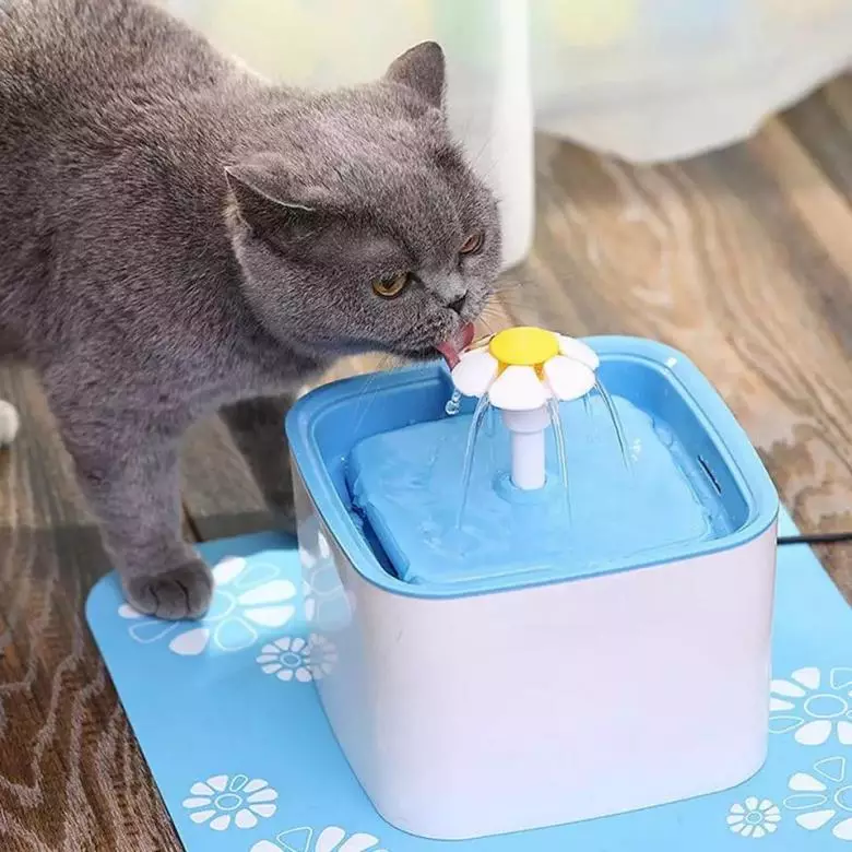 Мачји јахач: Аутоматска фонтана за пиће за мачку. Како научити питку воду за пиће из посуде или аутоматског аутомобила? 11892_6