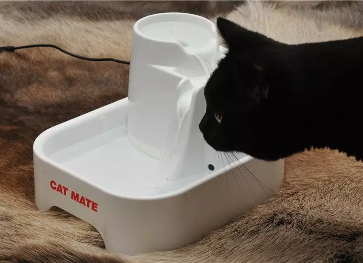 Мачји јахач: Аутоматска фонтана за пиће за мачку. Како научити питку воду за пиће из посуде или аутоматског аутомобила? 11892_9